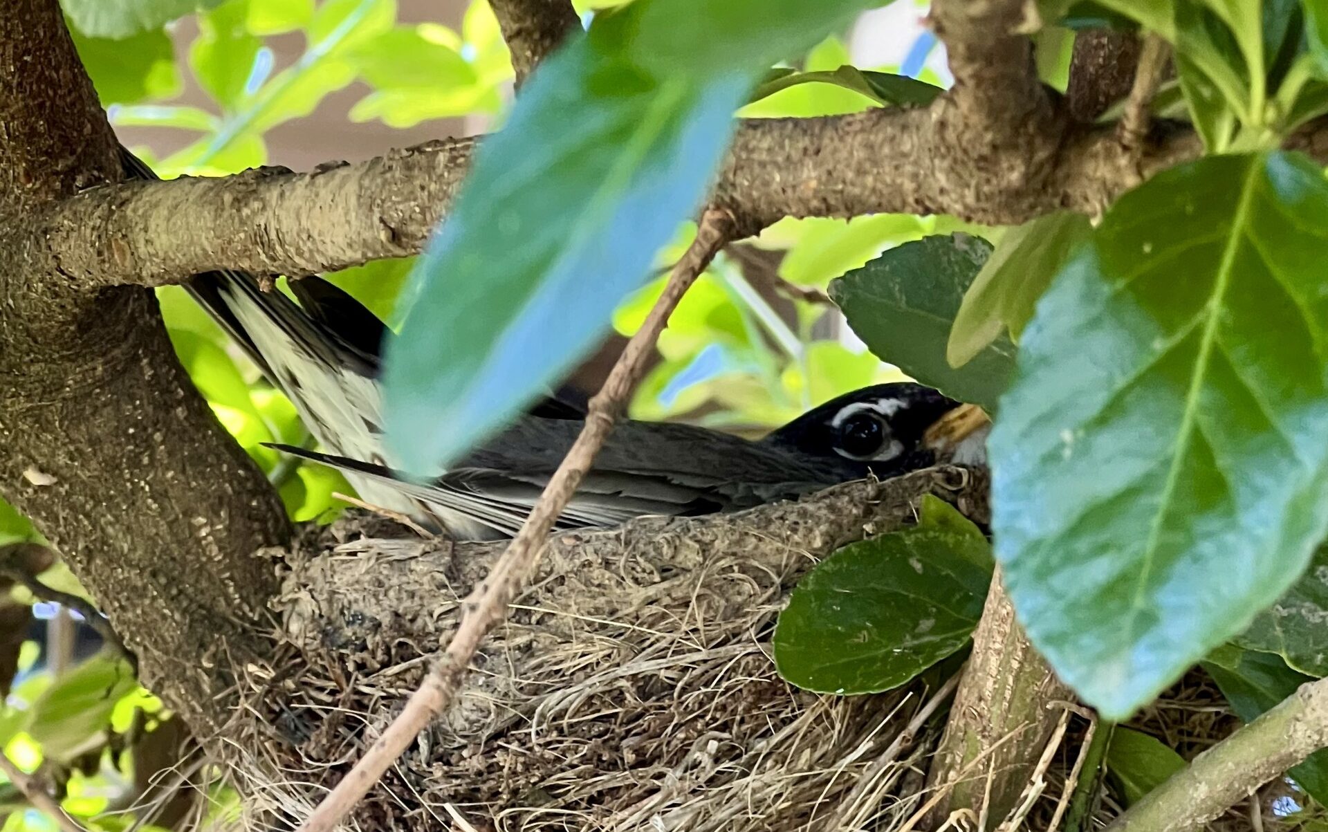 Read more about the article Finding Community Among the Birds